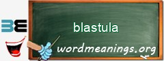 WordMeaning blackboard for blastula